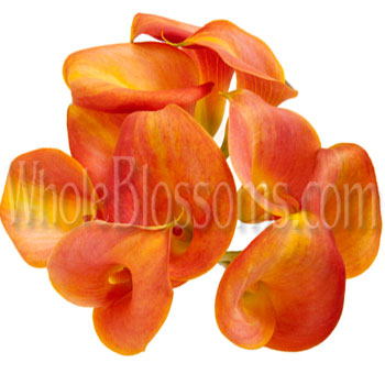 Orange Love